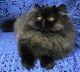 Persian Cats for sale in Rushville, IL 62681, USA. price: NA