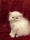 Persian Cats for sale in Sellersburg, IN 47172, USA. price: NA