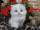 Persian Cats for sale in East Earl, PA 17519, USA. price: NA