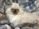 Persian Cats for sale in Burnet, TX 78611, USA. price: NA