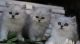 Persian Cats for sale in West Haven, CT 06516, USA. price: $1,500