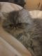 Persian Cats for sale in New Orleans, LA, USA. price: $600