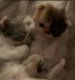 Persian Cats for sale in Oxford, GA 30054, USA. price: NA
