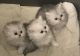 Persian Cats for sale in Peoria, IL, USA. price: NA