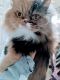Persian Cats for sale in Raymore, MO 64083, USA. price: $100