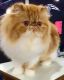 Persian Cats for sale in San Francisco Bay Area, CA, USA. price: $500