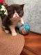 Persian Cats for sale in Poplarville, MS 39470, USA. price: NA