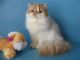 Persian Cats for sale in Houston, TX, USA. price: NA