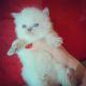 Persian Cats for sale in Austin, TX, USA. price: NA