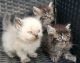 Persian Cats for sale in Dallas, TX 75201, USA. price: $500