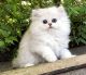 Persian Cats for sale in San Francisco, CA 94102, USA. price: NA