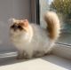 Persian Cats for sale in 54868 Preston Dr, Shelby Charter Twp, MI 48315, USA. price: NA