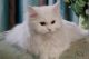 Persian Cats for sale in Fort Worth, TX, USA. price: $350