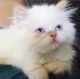 Persian Cats for sale in Martinez, CA 94553, USA. price: $850