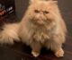 Persian Cats for sale in South Orange, NJ 07079, USA. price: $200
