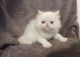 Persian Cats for sale in Vancouver, WA 98684, USA. price: NA