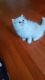 Persian Cats for sale in Chattanooga, TN, USA. price: $1,850