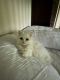 Persian Cats for sale in Peoria, IL, USA. price: NA
