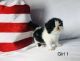 Persian Cats for sale in Louisburg, KS 66053, USA. price: NA