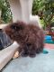 Persian Cats for sale in San Diego, CA 92154, USA. price: $750