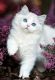 Persian Cats for sale in Fairbanks, AK, USA. price: $600