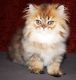 Persian Cats for sale in Forest Hills, NY 11375, USA. price: NA