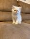 Persian Cats for sale in Shaw Dr NE, Washington, DC 20019, USA. price: $400