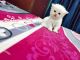 Persian Cats for sale in Chowk, Lucknow, Uttar Pradesh 226003, India. price: 12000 INR