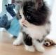 Persian Cats for sale in San Diego, CA, USA. price: $1,500