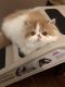 Persian Cats for sale in Sellersburg, IN 47172, USA. price: NA