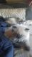 Persian Cats for sale in Las Vegas, NV, USA. price: $850