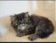 Persian Cats for sale in Buffalo, NY, USA. price: $700