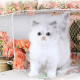 Persian Cats for sale in Terminal E, 2400 Aviation Dr, DFW Airport, TX 75261, USA. price: NA