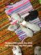 Persian Cats for sale in Logansport, IN 46947, USA. price: NA