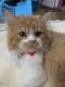 Persian Cats for sale in Haledon, NJ 07508, USA. price: NA