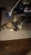 Persian Cats for sale in Dayton, OH, USA. price: $100