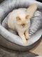 Persian Cats for sale in New Britain, CT, USA. price: NA