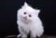 Persian Cats for sale in TX-8 Beltway, Houston, TX, USA. price: $500
