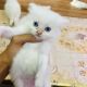 Persian Cats for sale in Virginia Beach, VA, USA. price: $550