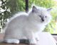 Persian Cats for sale in West Chester Township, OH 45069, USA. price: NA
