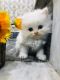 Persian Cats for sale in 4006 3rd Ave., The Bronx, NY 10457, USA. price: NA