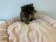 Persian Cats for sale in Squaw Valley, CA, USA. price: $325