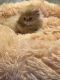 Persian Cats for sale in Hendersonville, TN 37075, USA. price: $500