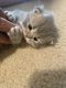 Persian Cats for sale in Sterling Heights, MI 48312, USA. price: NA