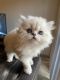 Persian Cats for sale in Newport Beach, CA, USA. price: NA