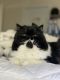 Persian Cats for sale in Jacksonville, FL 32218, USA. price: NA