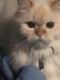 Persian Cats for sale in Chico, CA, USA. price: $500