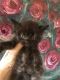 Persian Cats for sale in Rolling Meadows, IL, USA. price: NA