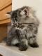 Persian Cats for sale in San Diego, CA 92122, USA. price: $2,000