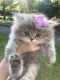 Persian Cats for sale in Mountain Top, PA 18707, USA. price: $800